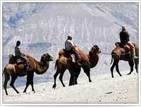 Double Humped Camel Ride, Ladakh